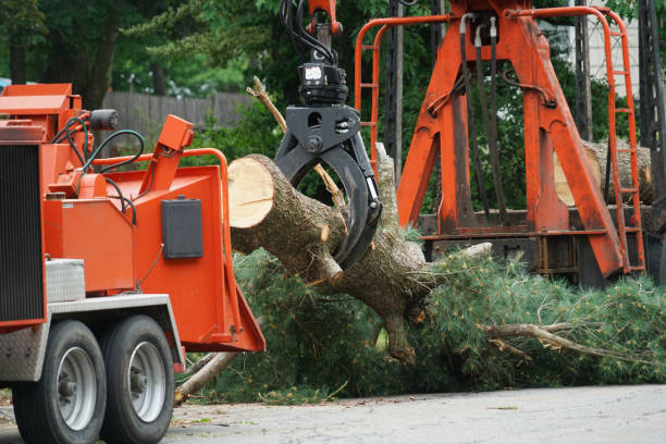 Best Lawn Watering Services  in Victoria, VA