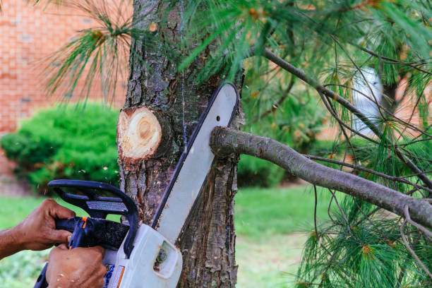 Best Arborist Consultation Services  in Victoria, VA